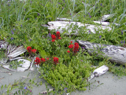 Clayoquot Sound beach wild flowers.