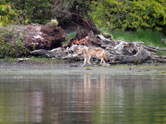 Wolf in Clayoquot Sound