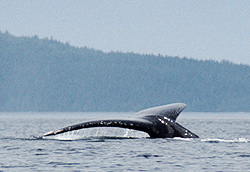 Humpback whales in Blackfish Sound, BC