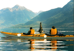 Sea Kayaking and Killer Whales - Johnstone Strait, British Columbia