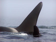 Killer Whales (Oricnus orca)
