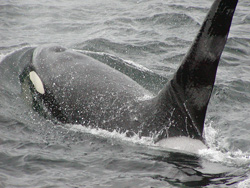 Sea kayaking with Killer Whales in Johnstone Strait, British Columbia