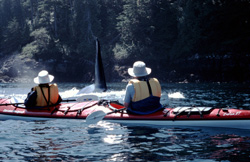 Sea Kayaking with Killer Whales, Johnstone Strait, British Columbia