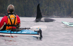 Whale Watching in Johnstone Strait