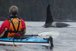 Sea kayaking with Killer Whales, Johnstone Strait, British Columbia