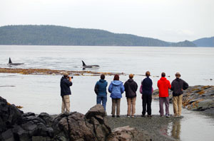 Sea Kayaking with Killer Whales in Johnstone Strait, British Columbia